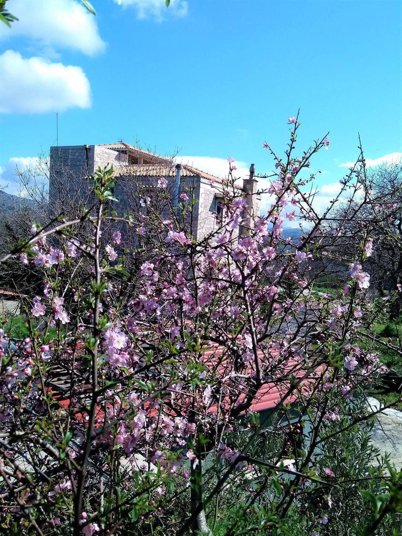 Villa Ermis - The Cretan Castello Kásztelosz Kültér fotó